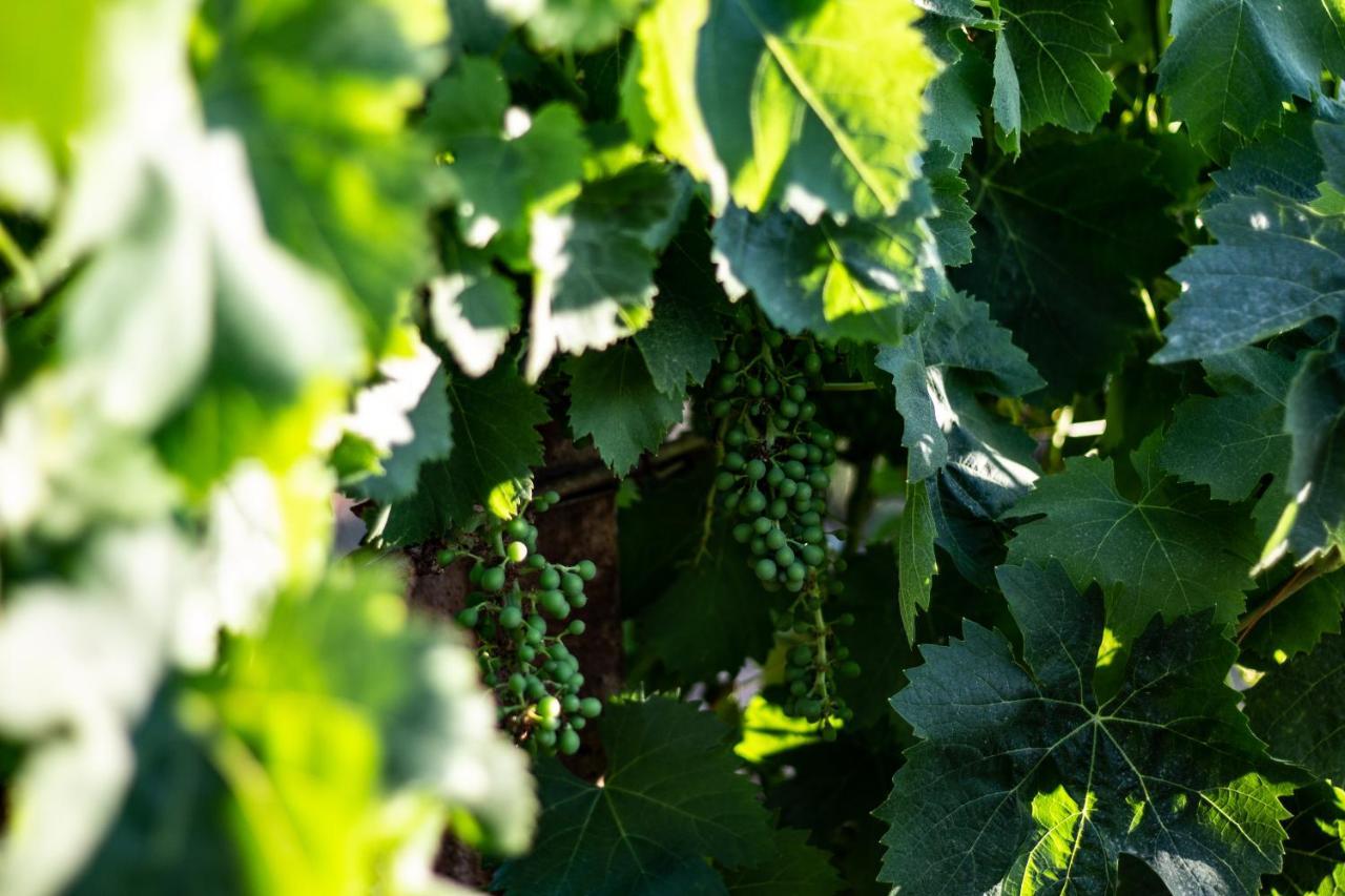 The Vineyards Bed and Breakfast Alghero Exteriör bild