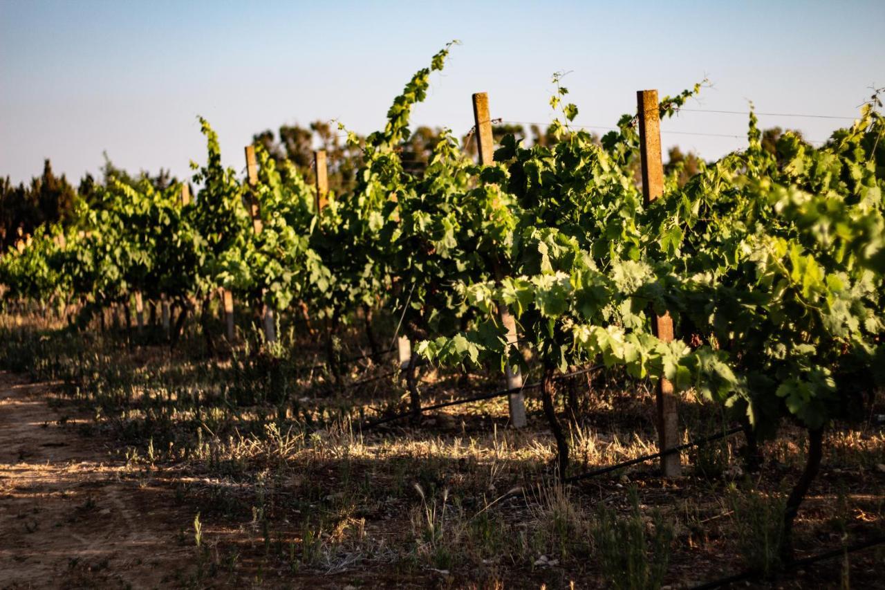 The Vineyards Bed and Breakfast Alghero Exteriör bild