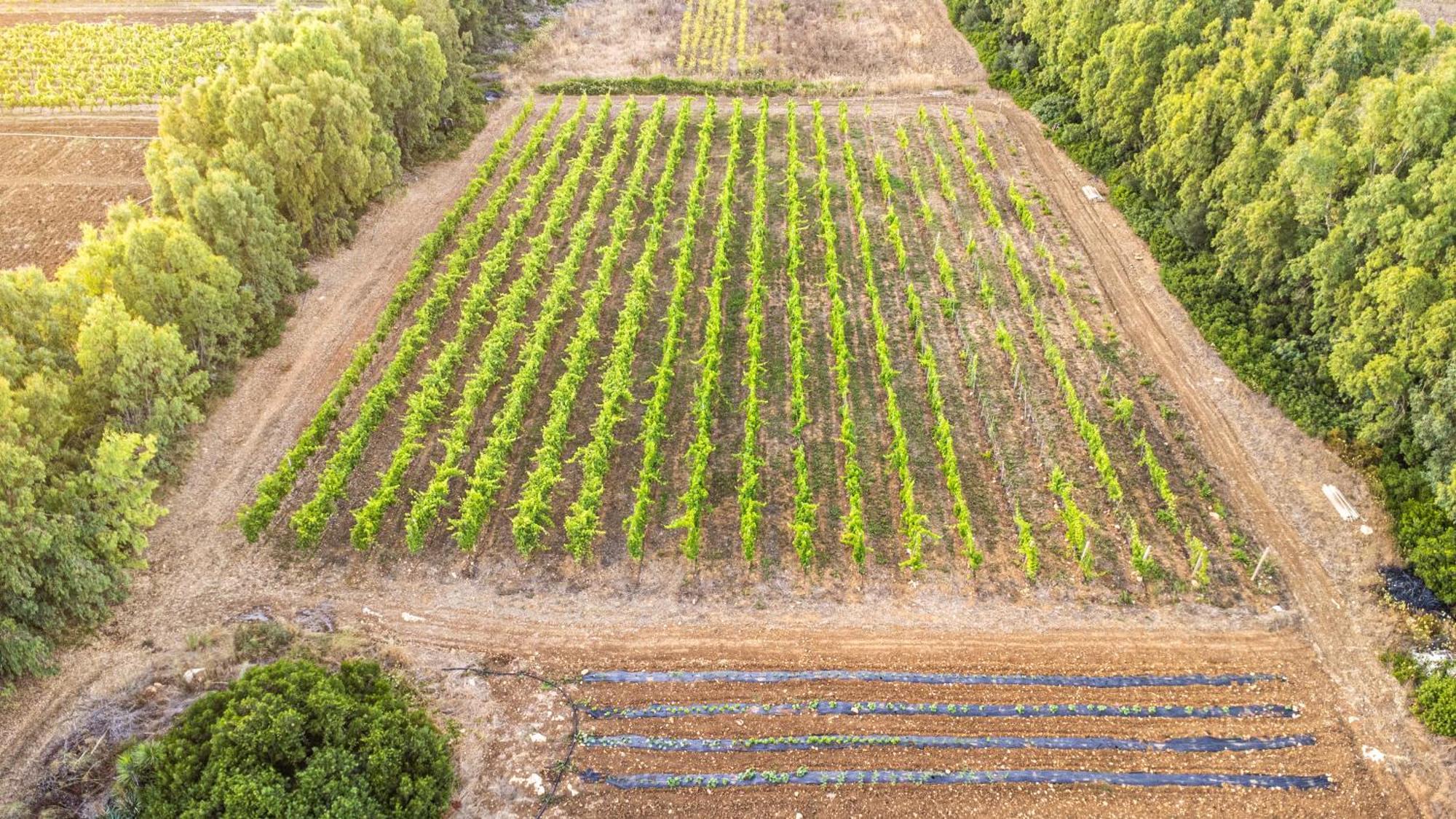 The Vineyards Bed and Breakfast Alghero Exteriör bild